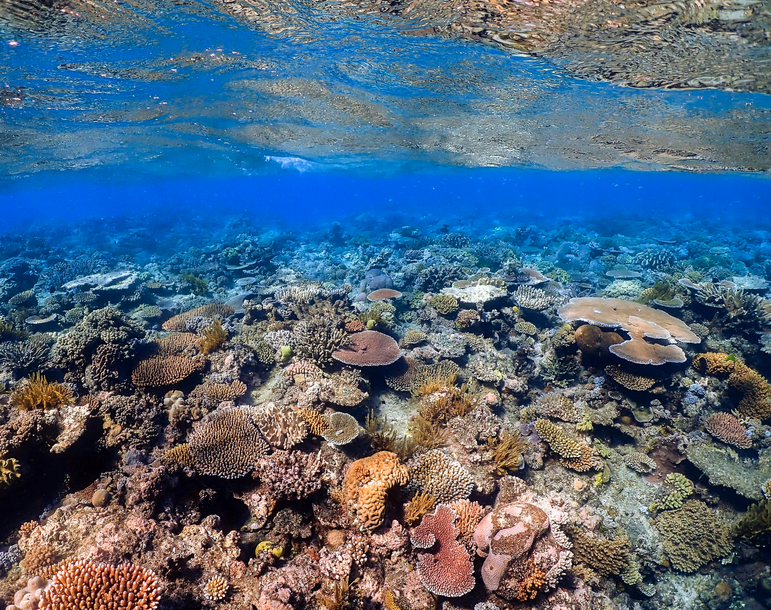 A shallow coral reef that appears vibrant and healthy.