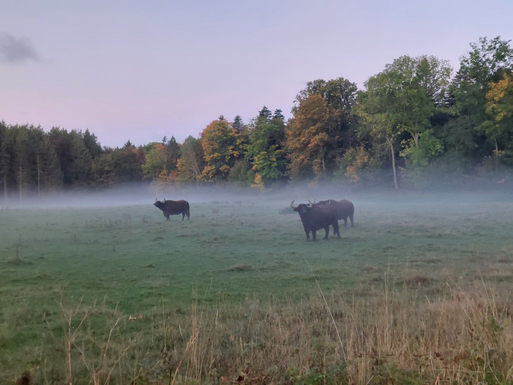Køerne