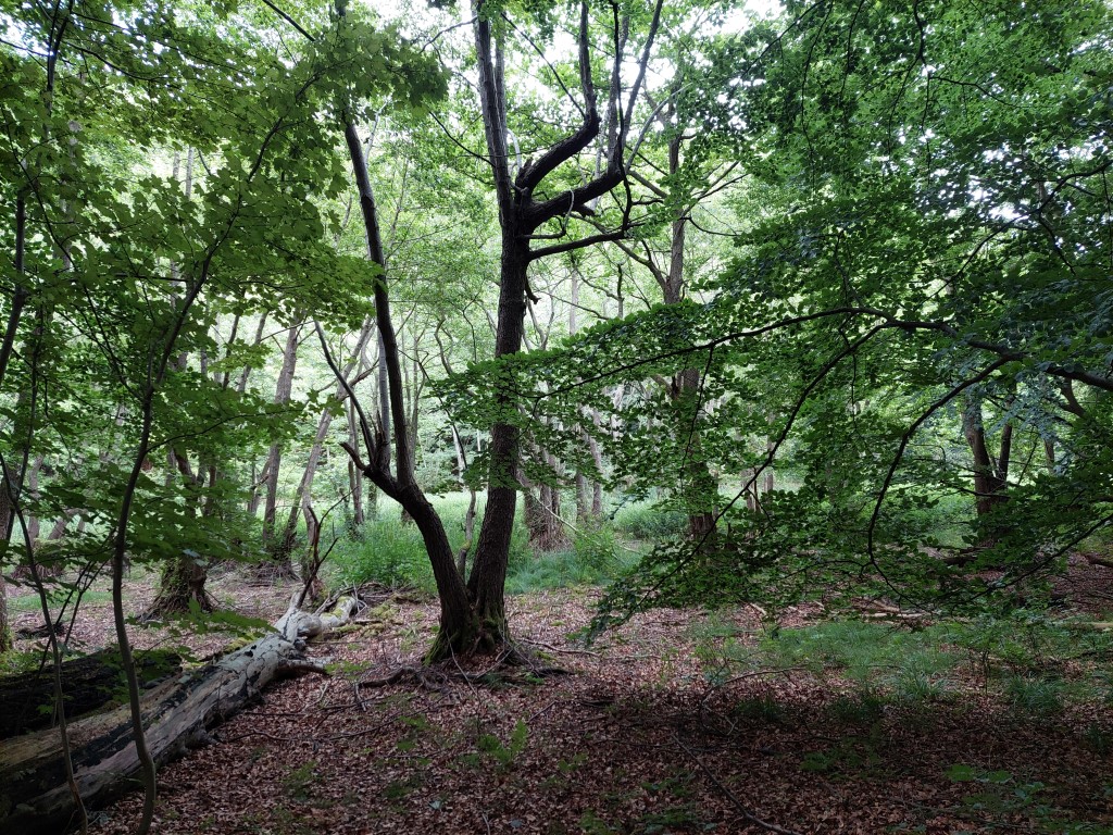 træ